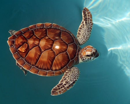 turtles - hot, animals, 3d, turtles, kool