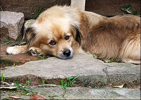 Tired dog - dog, puppy, cachorro, animals