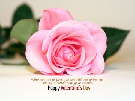 Valentine Day - valentine day, rose, pink