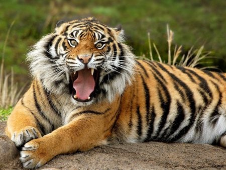 Bengal Tiger - tigre, bengal, tiger, animals