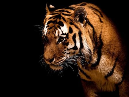 Big Cat - tigre, bengal, tiger, animals