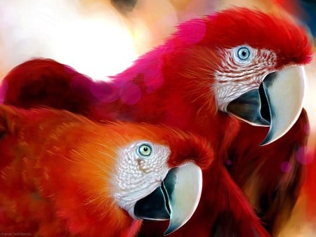 African Parrots - fractal, feathers, animals, african, bird, araras, red, parrots, animal, amazon, birds