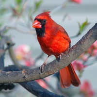 RED THE COLOR OF SPRING