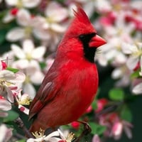 BEAUTIFUL RED BIRD