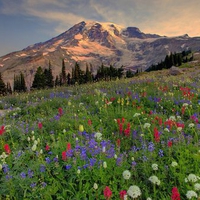  colorful meadow