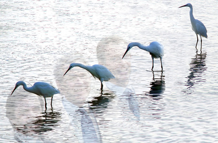 All in a row:) - white, ocean, water, birds