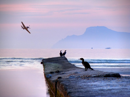 Beautiful view - plane, birds, sunset, beach, waves, boardwalk, ocean