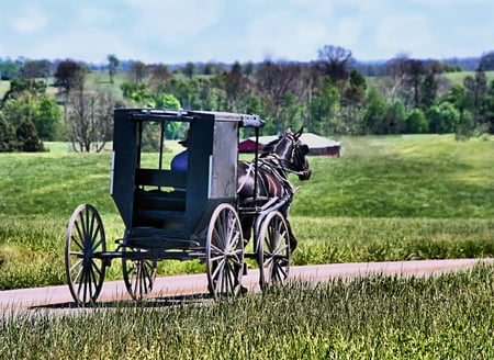 buggy in the country - nature, amish, country, horse, buggy