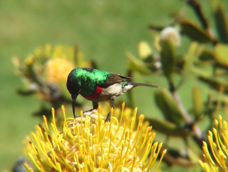 Collared Sunbird - shantyman, sunshine, sun, south africa, kirstenbosch, flowers, sunbird