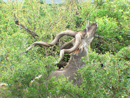 Greater Kudu - shantyman, addo, antelope, feeding, south africa, kudu