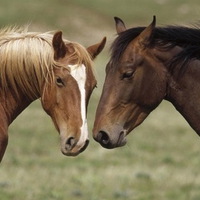 Animals in Love