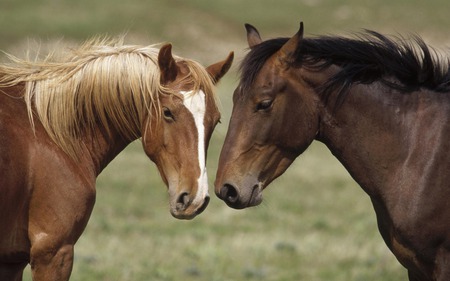 Animals in Love