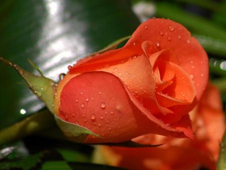 wild rose - perfect, water droplets, red