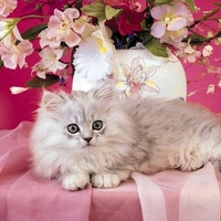 Cat on pink