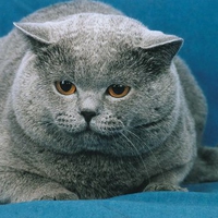 Grey russian cat