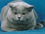 Grey russian cat