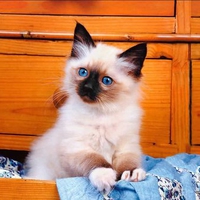 Kitten in box