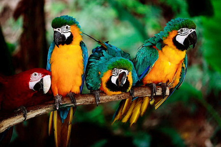 Four Amegos - friends, tri color, birds, parrot