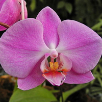  Moth Orchid