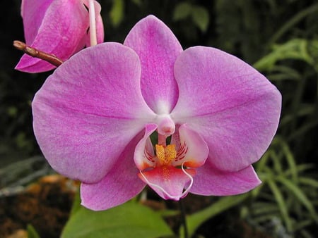  Moth Orchid - orchids, purple, flower