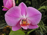  Moth Orchid