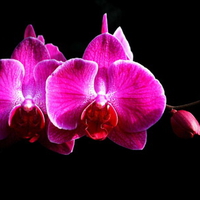 Phalaenopsis Moth Orchids