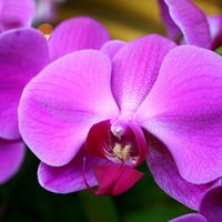 Vanda 