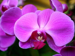 Vanda 