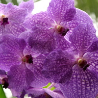 Vanda Purple