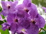 Vanda Purple