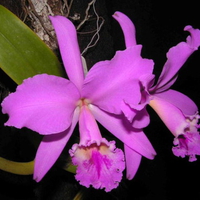 Cattleya