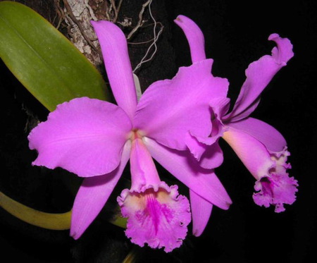 Cattleya - violet, orchids, flower