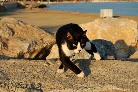 Cat - black, white, beach, cute, rocks