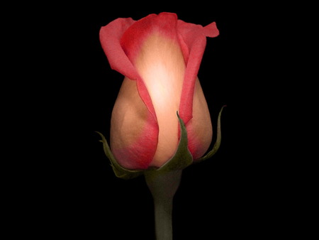 Rosebud - black, nature, hot, cherry, rosebud