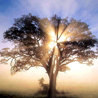 oak tree in sunrise