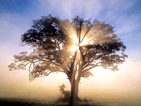 oak tree in sunrise - nature, autumn, hot, sunrise, morning, tree, oak