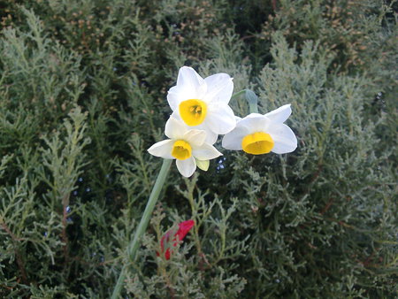 flower - flower, nature