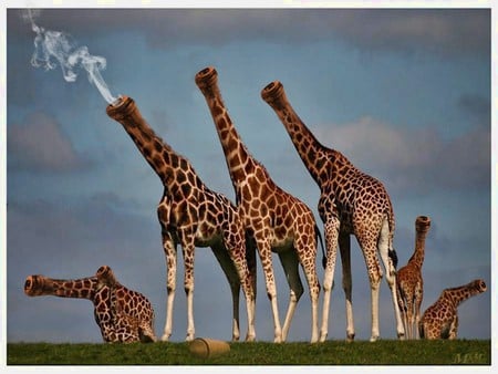 A little bit of whimsy - art, smoke, pipes, smoking guns, giraffe