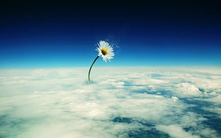 Lonely Through The Clouds... - pretty, lonely, blue, daisy, alone, flowers, fluffy, daisies, nice, sky, clouds, beautiful, lovely, flower, white, nature, soft, 3d