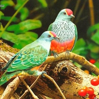 Beautiful Birds