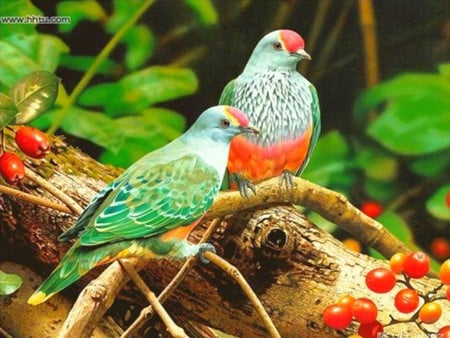 Beautiful Birds - cool, beautiful birds