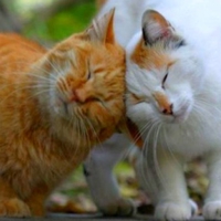 Cats in Love