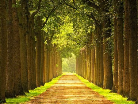 trees_way - trees-way, nature, cool