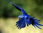 BLUE PARROT