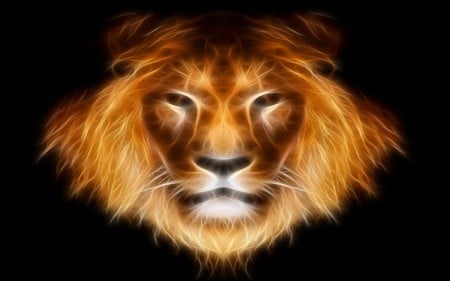 Leo - leo, leao, lion, animals