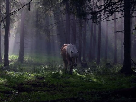 FOREST BEAUTY - gazing, fog, rays, morning, forest, horse, sun