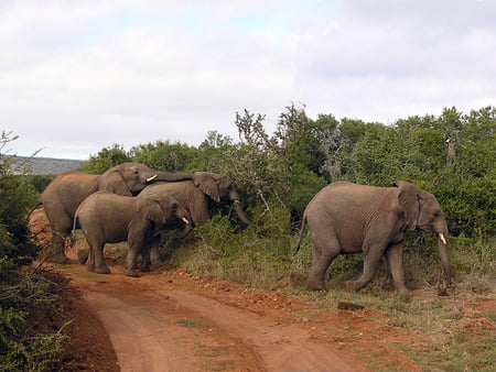 Elephants in the brush. - familly, shantyman, feeding, south africa, shamwari