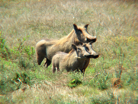 Warthog familly - south africa, shantyman, sunshine, warthogs, shamwari, midday