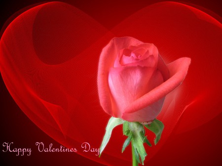 Red Rose for you - valentines day, love, red heart, red rose