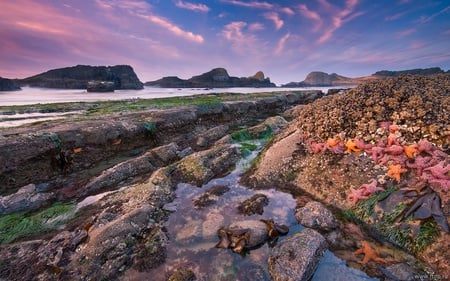 Sunset Beach~New Zealand - ocean, beach, sunset, moss, rocks, starfish, clouds, beautiful, cliffs